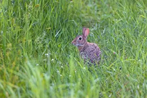 Browsing Prints: Eastern cottontail rabbit in a northern Wisconsin meadow