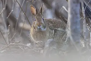 Cuddly Prints: eastern cottontail (Sylvilagus floridanus) in spring