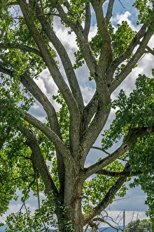 Upstate Prints: Eastern Cottonwood in August, populus deltoides