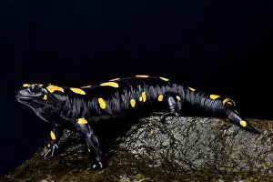 Salamander Prints: Eastern fire salamander, Salamandra infraimmaculata