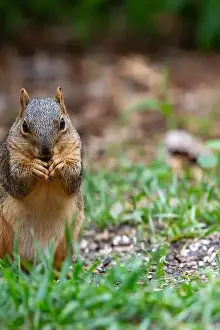 Eats Prints: An eastern fox squirrel eats seeds from the ground in Northeast Indiana, USA