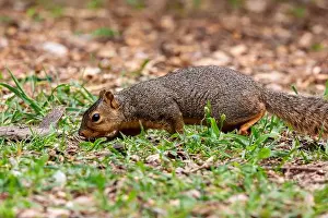 Rodents Prints: An Eastern Fox Squirrel forages on the ground in Northeast Indiana, USA