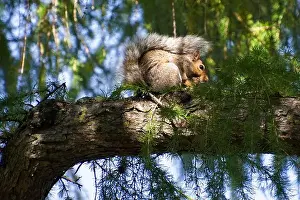 Sciuridae Prints: Eastern Gray (Grey) Squirrel (Sciurus carolinensis)