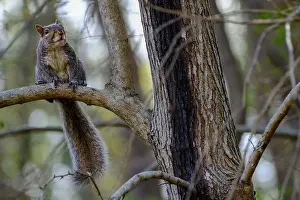 Cute Animal Prints: Eastern gray squirrel perched on branch watches