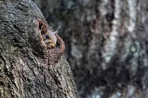 Immature Prints: Eastern Gray Squirrel (Sciurus carolinensis) baby peeking out of hole in tree trunk - Brevard