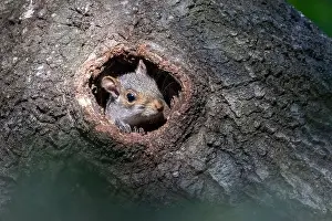 Immature Prints: Eastern Gray Squirrel (Sciurus carolinensis) baby peeking out of hole in tree trunk - Brevard