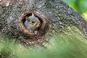 Immature Prints: Eastern Gray Squirrel (Sciurus carolinensis) baby peeking out of hole in tree trunk - Brevard