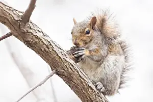 Sciurus Carolinensis Prints: Eastern gray squirrel (Sciurus carolinensis) eating Juglans nigra