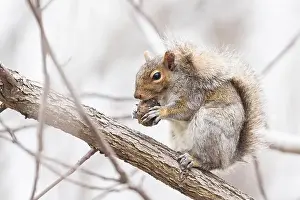 Sciurus Carolinensis Prints: Eastern gray squirrel (Sciurus carolinensis) eating Juglans nigra