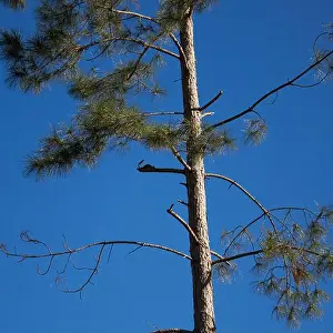 Pine Tree Prints: Eastern grey squirrel resting on a branch in a pine tree on a cool fall morning