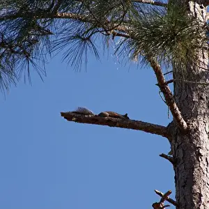 Pine Tree Prints: Eastern grey squirrel resting on a branch in a pine tree on a cool fall morning
