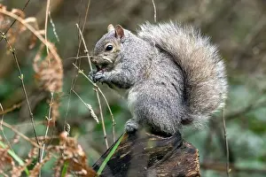 Sciurus Carolinensis Prints: Eastern grey squirrel (Sciurus carolinensis) - Saxe Point Park