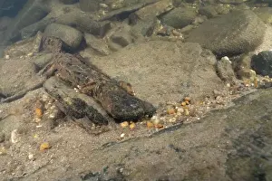 Cold Blooded Prints: Eastern hellbender crawling on sandy riverbed