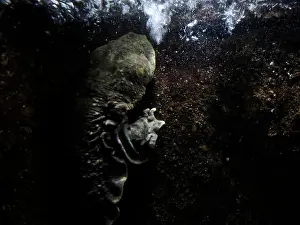 Cold Blooded Prints: An Eastern Hellbender Cryptobrancus Alleganiensis underwater
