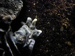 Cold Blooded Prints: An Eastern Hellbender Cryptobrancus Alleganiensis underwater