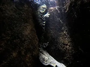 Cold Blooded Prints: An Eastern Hellbender Cryptobrancus Alleganiensis underwater