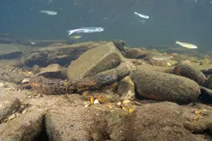 Cold Blooded Prints: Eastern hellbender with fish swimming overhead