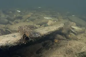 Cold Blooded Prints: Eastern hellbender on rock ledge