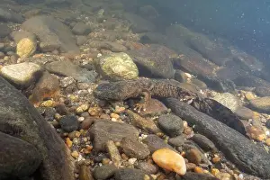 Cold Blooded Prints: Eastern hellbender in rocky riverbed