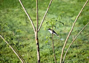 Missouri Prints: The Eastern Kingbird is a common bird throughout Missouri