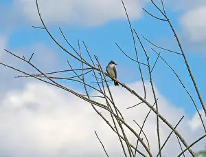 Mississippi River Prints: An Eastern Kingbird Along the Mississippi River at the Trempealau National Wildlife Refuge in Wisconsin