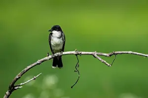 Flycatcher Prints: Eastern Kingbird perched on a branch on the lookout for insects