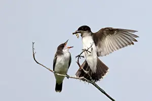 Dragonfly Prints: Eastern Kingbird (Tyrannus tyrannus) arrives with a dragonfly to feed its fledgling young - Huron County