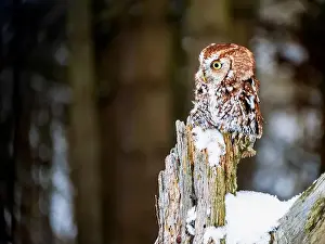Up Close Prints: eastern screech-owl perched on post at winter time