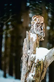 Up Close Prints: eastern screech-owl perched on post at winter time