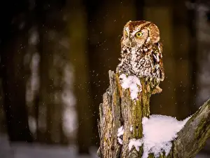 Up Close Prints: eastern screech-owl perched on post at winter time on snowy day