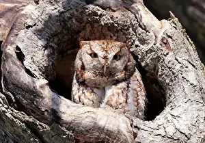 Birds Of Prey Prints: Eastern Screech-Owl sitting in a tree gouge, Canada