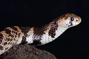 Elapidae Prints: Eastern shield-nose snake (Aspidelaps scutatus fulafula)