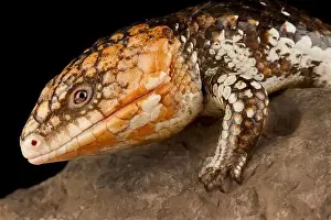 Eastern shingleback skink Goldfield (Tiliqua rugosa rugosa)