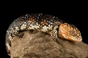 Eastern shingleback skink Goldfields (Tiiqua rugosa rugosa)