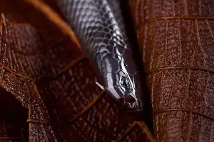 Rwanda Prints: Eastern small-scaled burrowing asp (Atractaspis fallax)