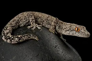 Red Eyes Prints: Eastern spiny-tailed gecko (Strophurus intermedius)