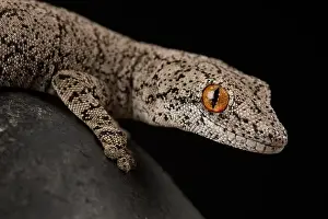 Red Eyes Prints: Eastern spiny-tailed gecko (Strophurus intermedius)