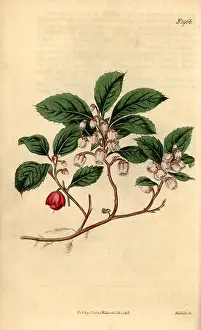 Botanical Art Prints: Eastern teaberry, checkerberry