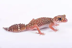 Nephrurus Prints: Eastern thick-tailed gecko, Underwoodisaurus husbandi