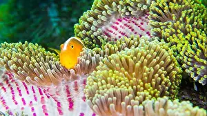 Animal Behaviour Prints: Eater Shunk Anemonefish, Amphirion sandaacinos