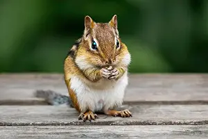 Wildlife Animals Prints: Eating chipmunk, chipmank portrait close-up, outdoors