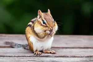 Wildlife Animals Prints: Eating chipmunk, chipmank portrait close-up, outdoors