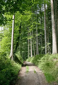 2005 Prints: Ebersberg, GER, 29 May 2005 - Way through a forest