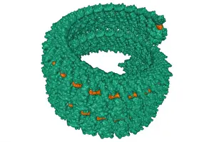 Virion Prints: Ebola virus nucleoprotein(green)-RNA(brown) complex