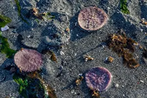 Echinoderm Prints: Eccentric Sand Dollar, Dendraster excentricus