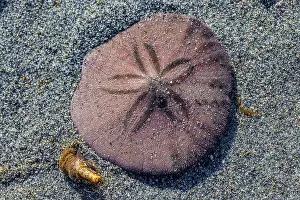 Echinoderm Prints: Eccentric Sand Dollar, Dendraster excentricus