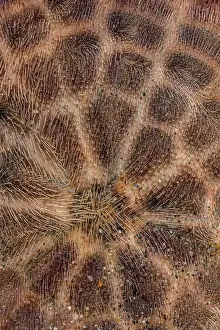 Echinoderm Prints: Eccentric Sand Dollar, Dendraster excentricus
