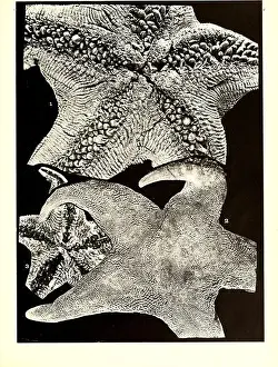 Echinodermata asteroidea. Australasian Antarctic Expedition (1911-1914); Starfishes; Echinodermata