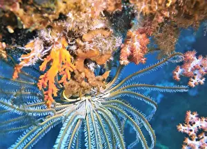 Brittle Stars Prints: Echinoderms, Deep Sea Exploration 2025