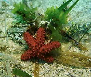 Brittle Stars Prints: Echinoderms, Deep Sea Exploration 2025